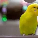 Chico, der Gigolo ;-)