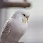 Kira braucht eine Pause