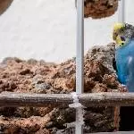 Gini gräbt sich eine Höhle