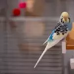 Filou sucht seinen großen Bruder Tino