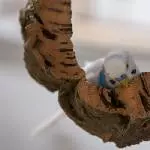 Nico liebt den Ring