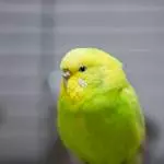 Kiwi, die Verträgliche