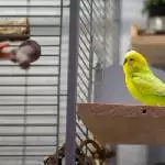 Chico (Rainbow)            