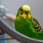 Balu beim Ausruhen ;-)