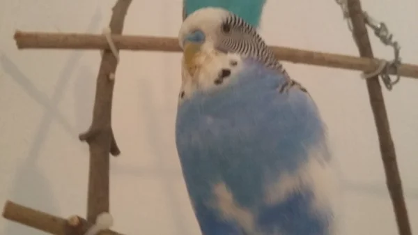 Wellensittich-Bild: Was will Sie nur von mir???