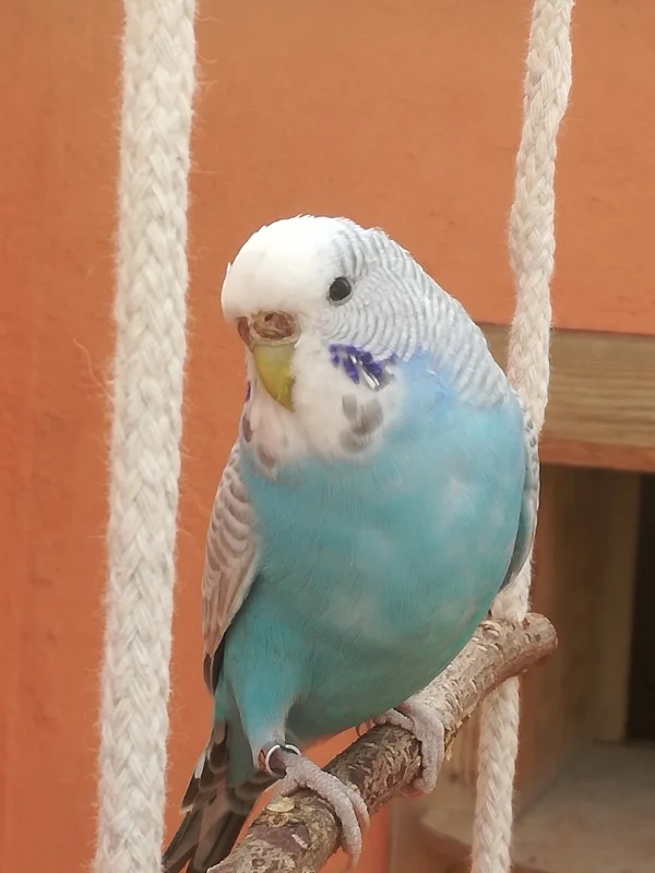 Wellensittich-Bild: Trixie beim Erkunden der Aussenvoliere