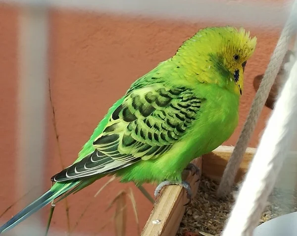 Wellensittich-Bild: Leo ole
