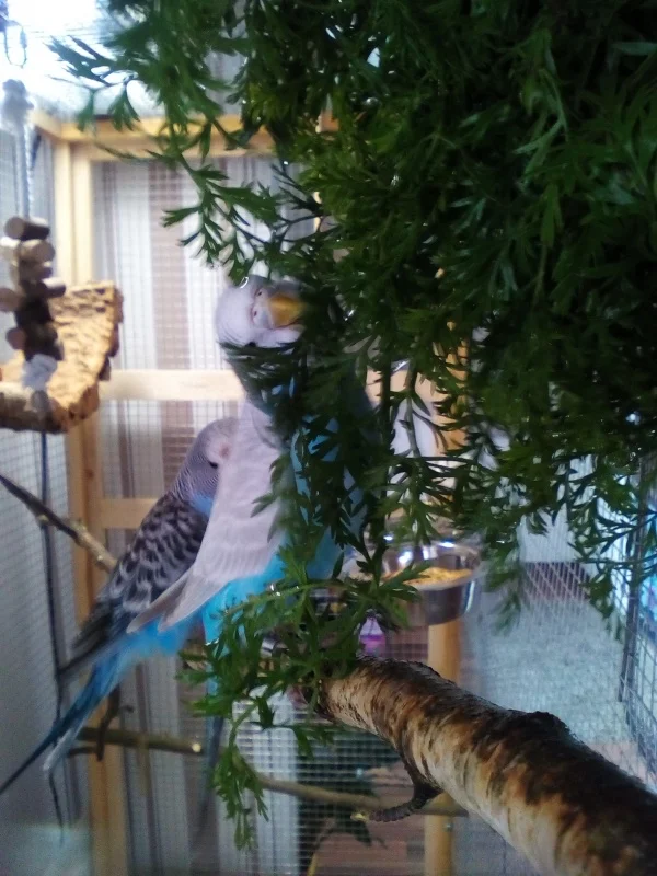 Wellensittich-Bild: auch Trixie gefällt das frische und nasse Grünzeug