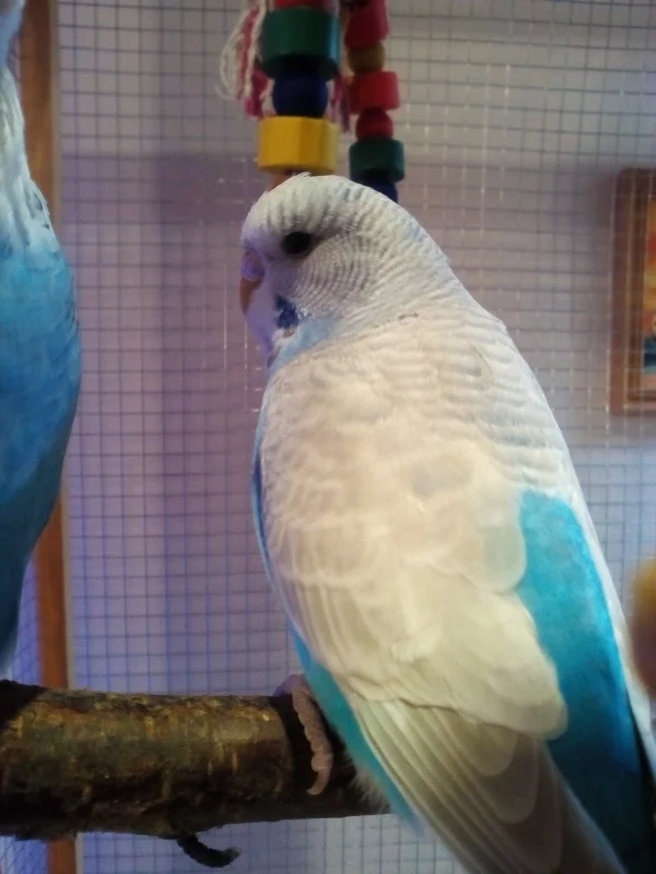 Wellensittich-Bild: Unsere Trixie