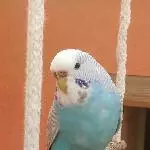 Trixie im neuen Zuhause