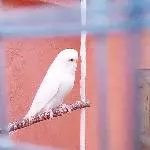 Flocke, neu im kleinen Schwarm