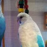 Unsere Trixie