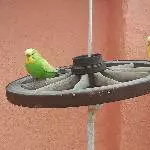 Bonie und Rex auf dem Rad