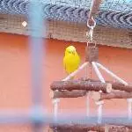 Rocky, neu im kleinen Schwarm
