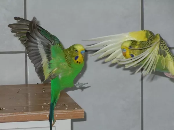 Wellensittich-Bild: Florestan und Flecki beim Anflug