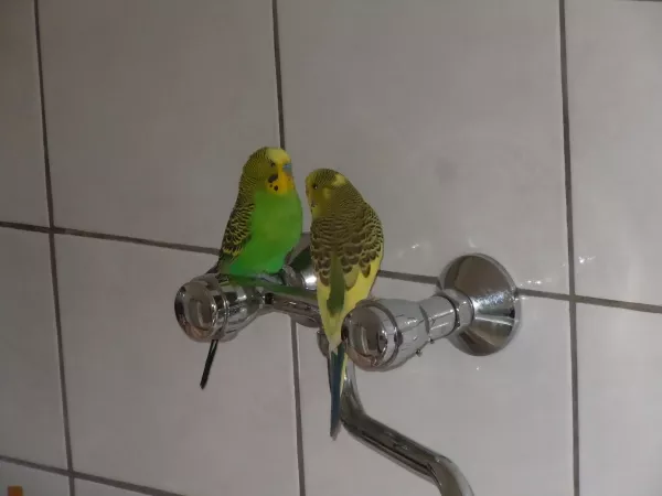 Wellensittich-Bild: Meine 2 sitzen gerne in der Küche am Wasserhahn