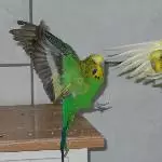 Flugstunde