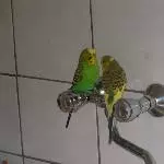 Florestan und Flecky