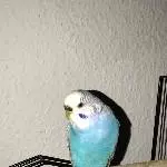 Blue´s Einzug