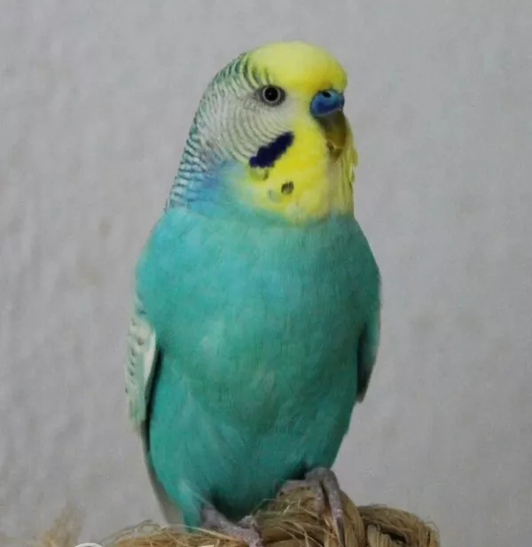 Wellensittich-Bild: Mein allerbestes Dickerchen gerade gut gelandet