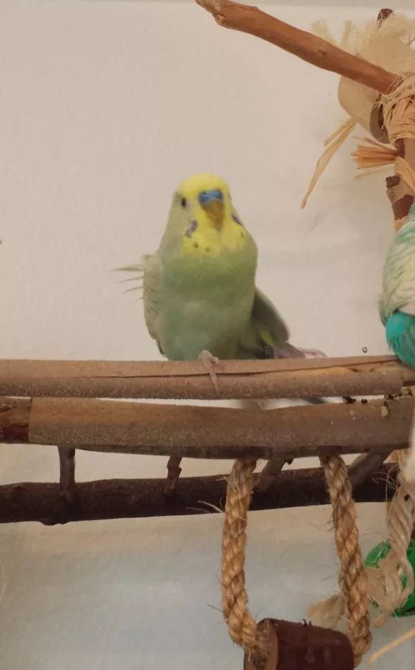 Wellensittich-Bild: Erst mal recken