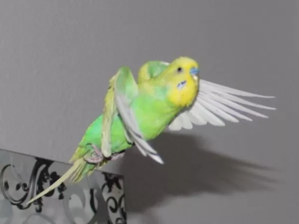 Wellensittich-Bild: kleine Fledermaus