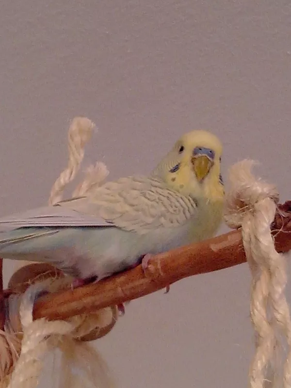 Wellensittich-Bild: Faulenzen ist angesagt