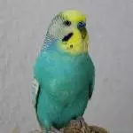 Profil Bärchen