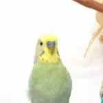 Der kleine Tchibo