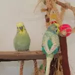 Meine 2 Mäuse