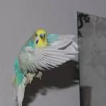 Mein Dicker