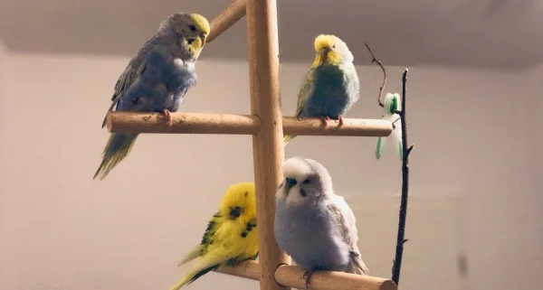 Wellensittich-Bild: oben Lima und Hazel
unten Loni und Berri