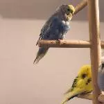 Meine vier Babies