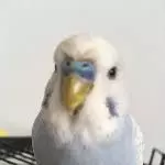 Berri will das Handy anknabbern