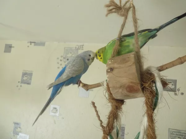 Wellensittich-Bild: joa ähm dat mädchen halt mit ihren kerlchen xD keine ahnung was ich hier schreiben soll 