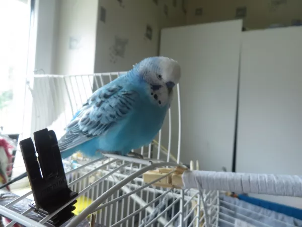 Wellensittich-Bild: Blue am Chillen 