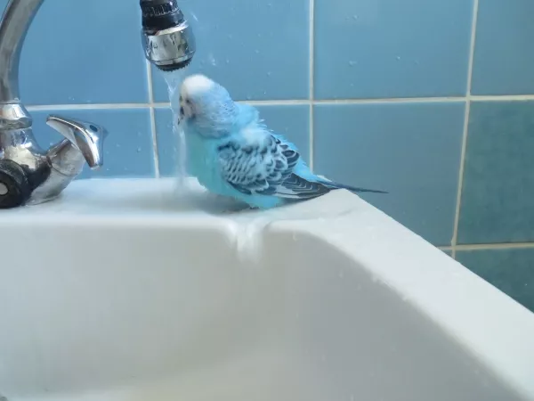 Wellensittich-Bild: Der jute Blue beim Baden