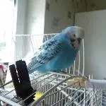 Mein Blauer oder auch Blue