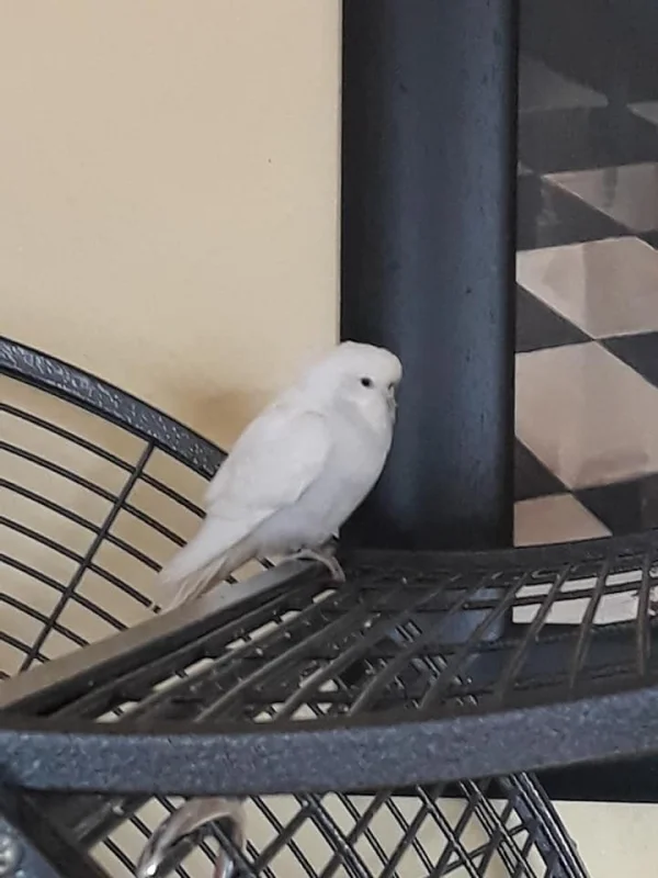 Wellensittich-Bild: Meine kleine Schneeeule