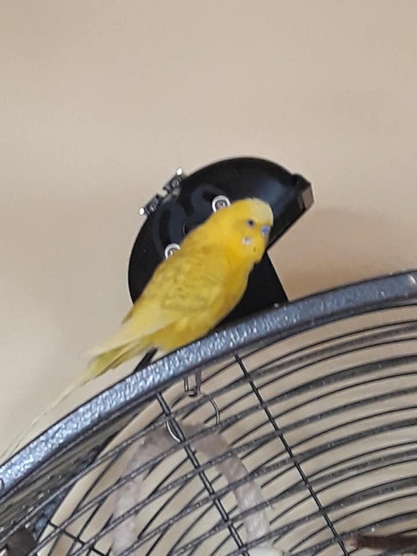 Azrael