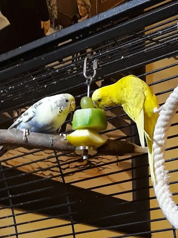 Wellensittich-Bild: Lotte und Azrael lassen es sich\