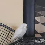 Mein Jacky