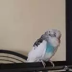 Mein Samy