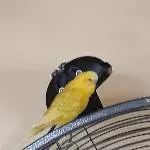 Mein Azrael