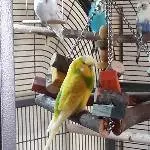 Gonzo ist zufrieden