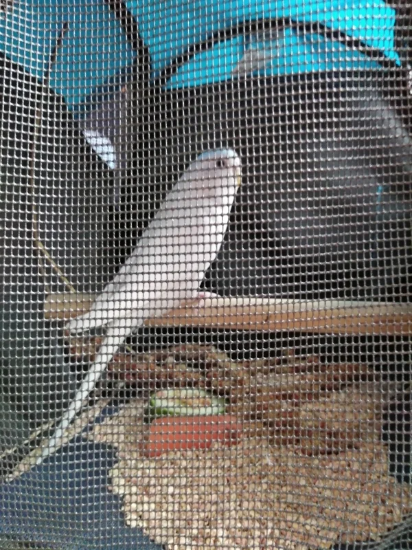 Wellensittich-Bild: Da unsere 3 Hennen mit PBFD sich nicht verstanden haben mussten wir etwas tun. Flocke, die die anderen immer wieder angriff und total frustriert war habe ich ins Tierheim Gelsenkirchen gebracht. Dort geht es ihr mit den anderen Fliegern fürs erste besser. Das hat richtig weh getan als ich sie so entspannt im Tierheimkäfig gesehen habe. Aber es ging nicht anders. Mit mir im Zug sind jetzt 2 Hähne die bei meinen PBFDs Lilly und Beere einziehen werden. Jetzt können wir erstmal aufatmen. 
