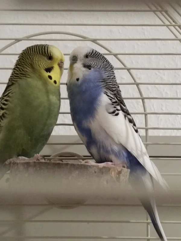 Wellensittich-Bild: Chibi & Fred