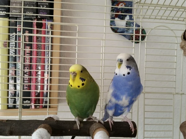 Wellensittich-Bild: so happy together ;-)