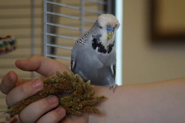 Wellensittich-Bild: Maximus muss was essen!