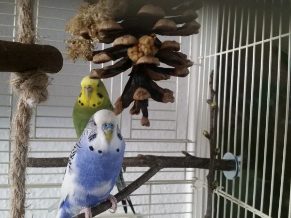 Wellensittich-Bild: Fred vorne, Chibi dezent im Hintergrund
